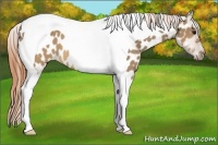 Horse Color:Buckskin Dun Tobiano Appaloosa 
