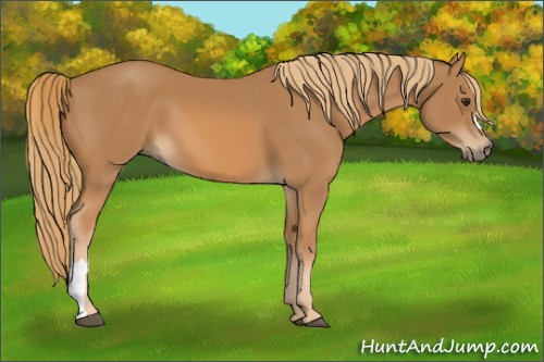 Horse Color: Chestnut 