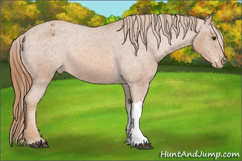 Horse Color: Unknown 