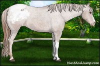 Horse Color:Chestnut Appaloosa 
