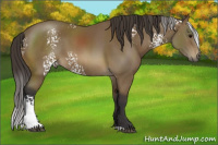 Horse Color:White Spotted Buckskin 