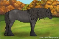 Horse Color:Smoky Blue Roan 