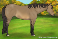 Horse Color:Buckskin Dun 