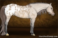 Horse Color:Bay Dun Appaloosa 