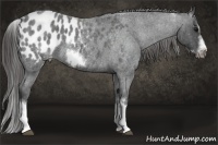 Horse Color:White Spotted Blue Roan Splash Frame Appaloosa