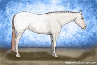 Horse Color:Classic Champagne Ice Dun Appaloosa 