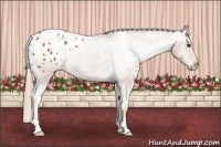 Horse Color:Chestnut Appaloosa 