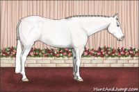 Horse Color:White Spotted Cremello Appaloosa 