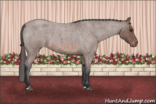 Horse Color: Bay Roan Varnish 