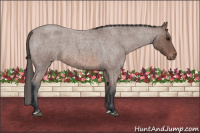 Horse Color:Bay Roan Appaloosa 