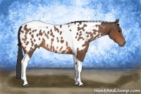 Horse Color:Bay Tobiano Appaloosa 