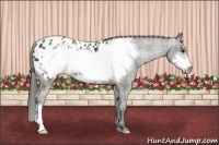 Horse Color:Plaid  Black Frame Appaloosa 