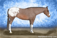 Horse Color:Bay Appaloosa 