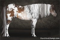 Horse Color:White Spotted Buckskin 