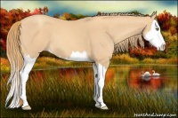 Horse Color:Gold Champagne Splash 