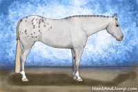 Horse Color:Smoky Grullo Appaloosa Rabicano 
