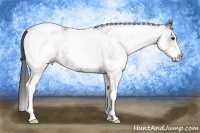 Horse Color:White Spotted Bay Appaloosa 
