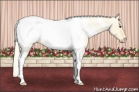 Horse Color:Palomino Roan Dun Tobiano Snowcap 
