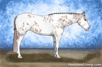 Horse Color:Bay Splash Tobiano Near Leopard 