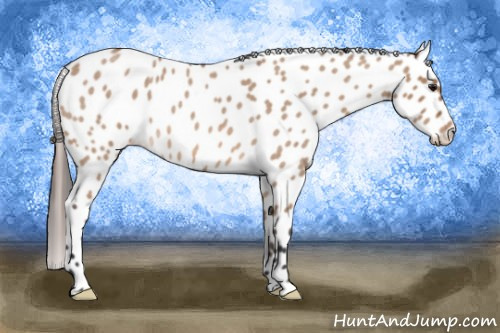 Horse Color: Bay Roan Dun Leopard 