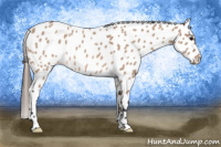 Horse Color:Bay Roan Dun Appaloosa