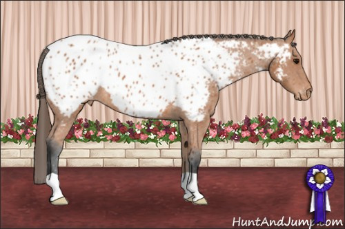 Horse Color: Bay Near Leopard 