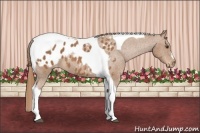 Horse Color:Chestnut Tobiano Appaloosa 