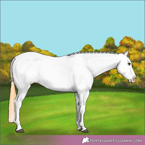 Horse Color: Buckskin Roan Dun Near Leopard 