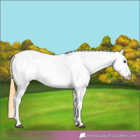 Horse Color:Buckskin Roan Dun Near Leopard 