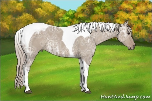 Horse Color: Silver Grullo Ice Tobiano 