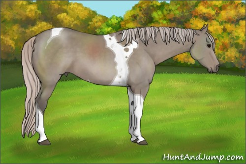 Horse Color: Silver Grullo Tobiano 