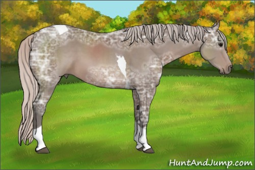 Horse Color: Silver Black Ice Sabino Tobiano 