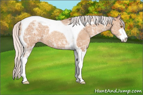 Horse Color: Silver Classic Champagne Ice Sabino Tobiano 