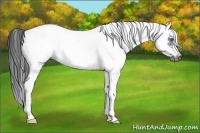 Horse Color:White Spotted Black Splash Frame 