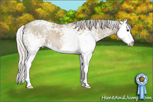 Horse Color: White Spotted Silver Grullo Ice Sabino Splash 