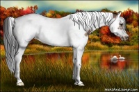 Horse Color:Bay Splash Tobiano Frame Rabicano 