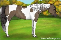 Horse Color:Smoky Grullo Tobiano 