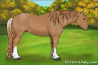 Horse Color:White Spotted Chestnut 