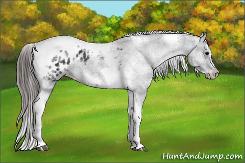 Horse Color:White Spotted Black Splash Tobiano Frame Appaloosa 