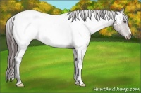 Horse Color:Brown Appaloosa 
