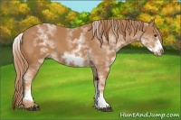 Horse Color:White Spotted Chestnut Frame 