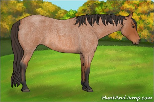 Horse Color: Bay Roan 