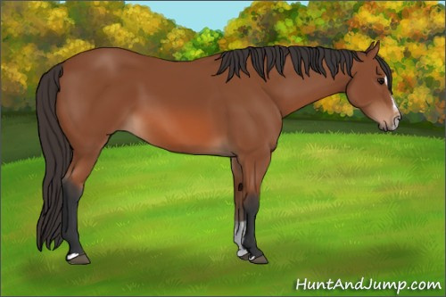 Horse Color: Bay Sabino 