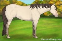 Horse Color:Amber Champagne Dun 