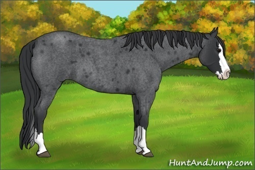 Horse Color: Blue Roan Splash 