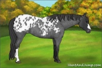 Horse Color:Blue Roan Blanket 