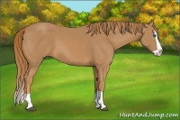 Horse Color:Chestnut Splash 