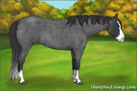 Horse Color:Blue Roan Splash 