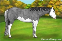 Horse Color:Blue Roan Splash 