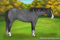 Horse Color:Unknown 